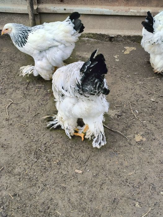 Vând cocoși brahma rasa pura sunt vaccinate