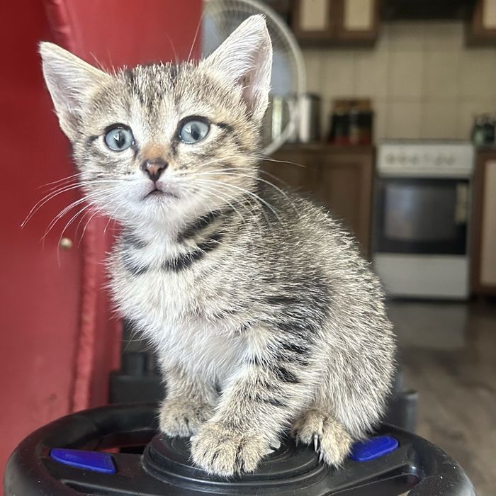 Котята ищут дом