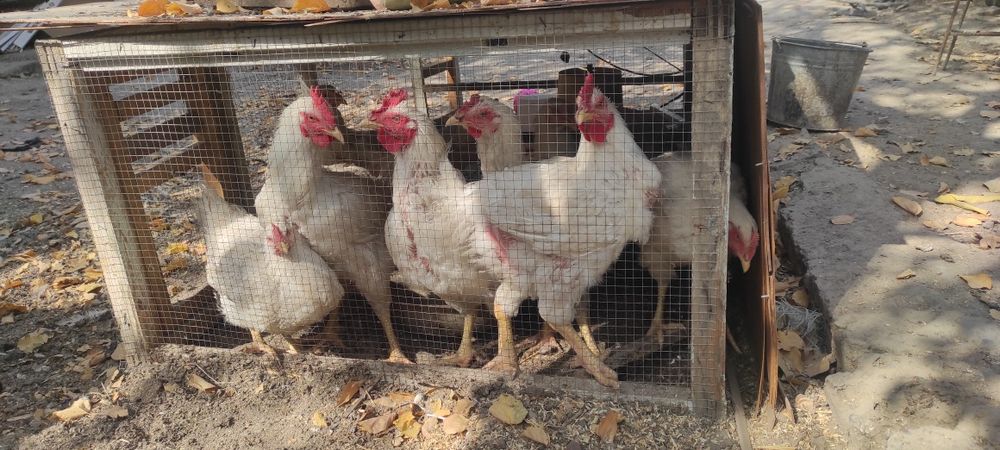 Broler tovuq va xo'rozlar