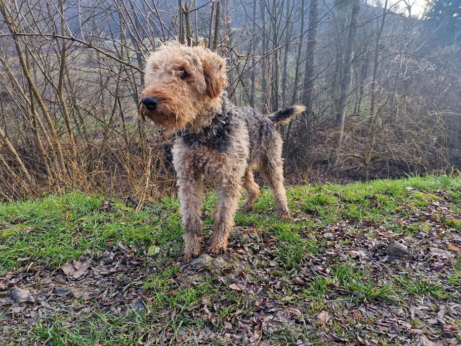 Femela Airedale Terrier