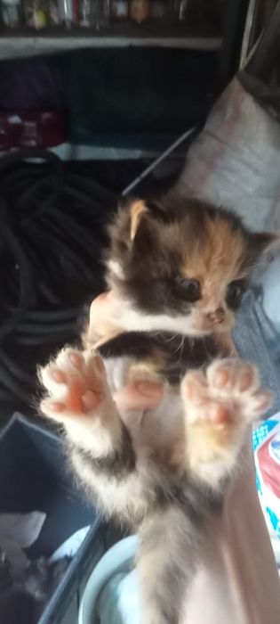 Котята в хорошие руки