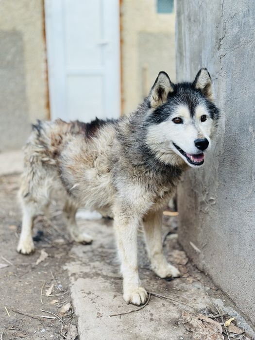 Хаски. Кобель в добрые руки