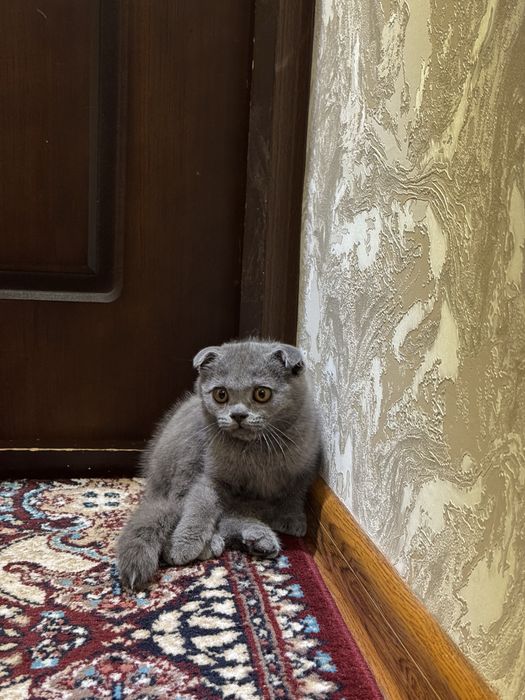 Scottish fold 1 ta erke 1 ta qiz