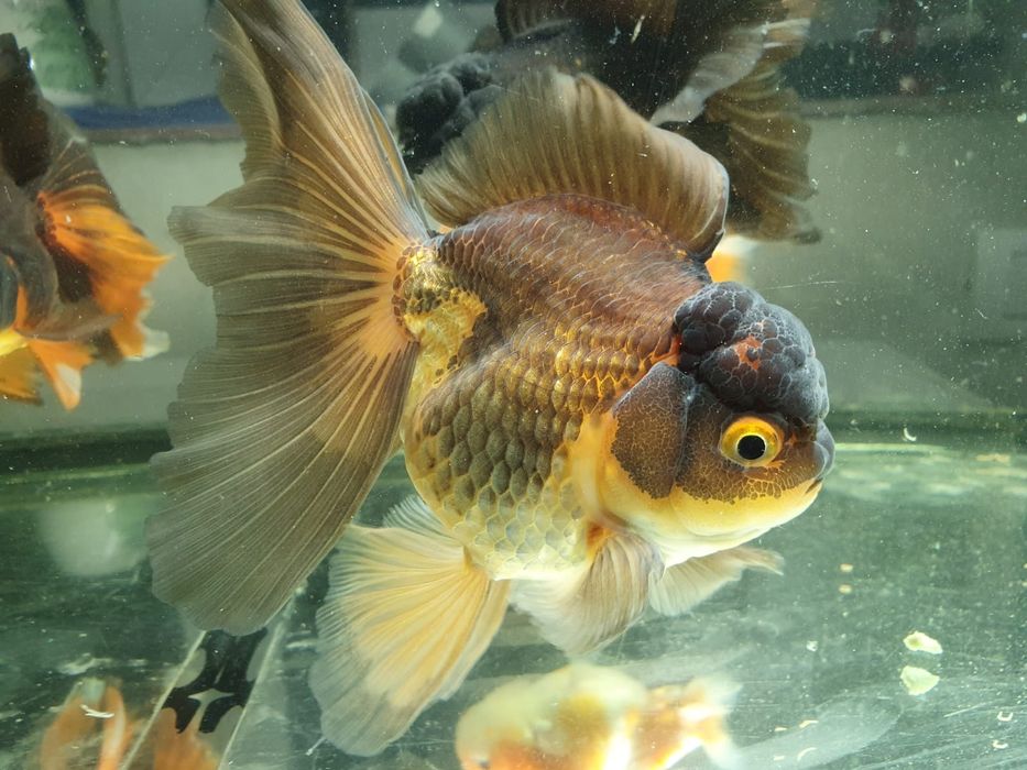 Carasi oranda!!!