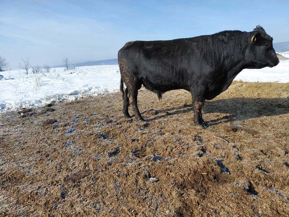 De vinzare taur Angus