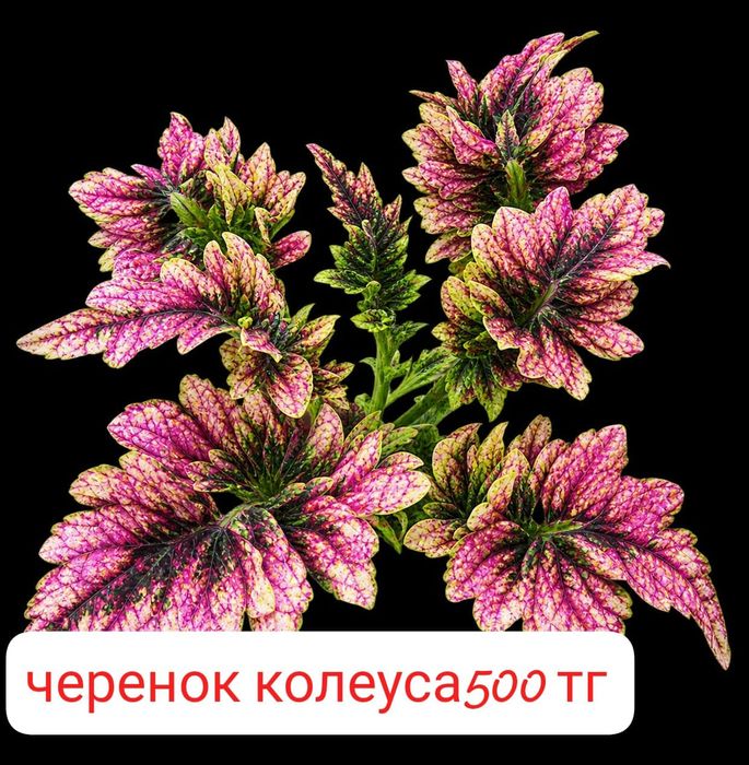 Домашние Цветы продам