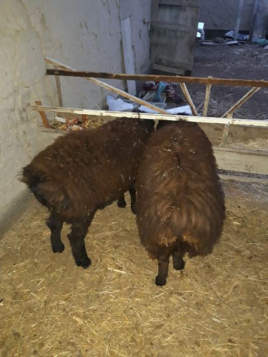 Yosh baralar sotiladi 7.2mln