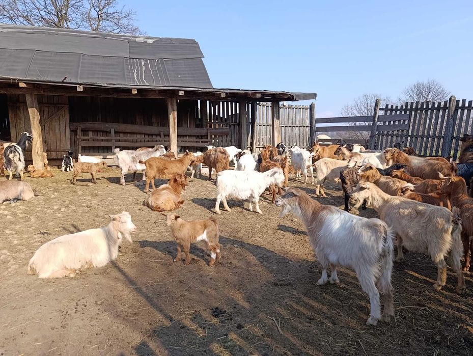 Vând 28 CAPRE bune fără coarne cu 20 de iezi