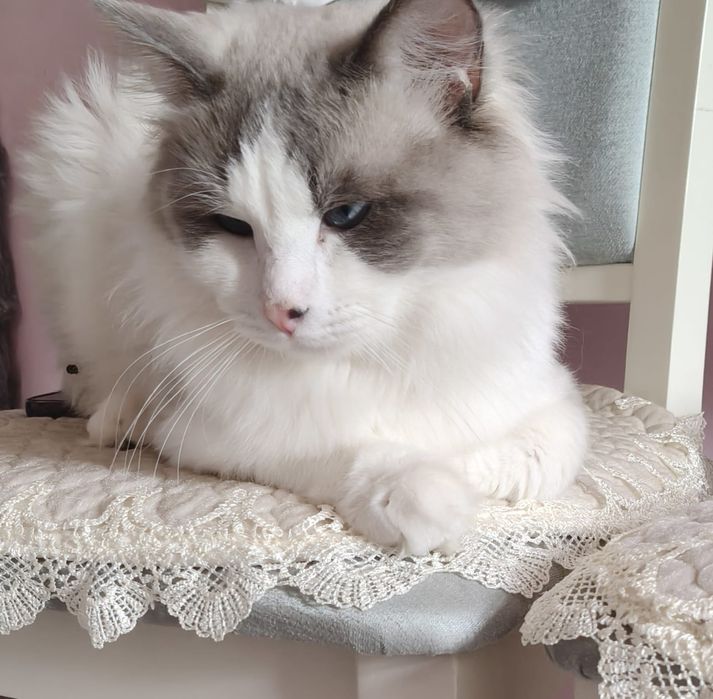 Кот Рэгдолл прадаётся