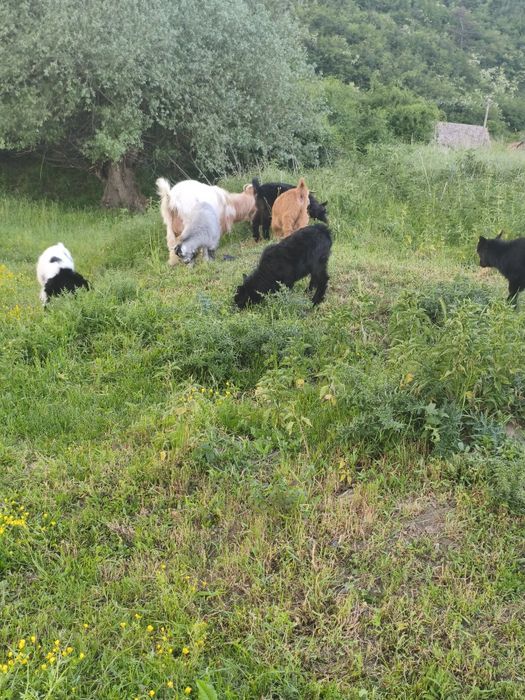 Vând 4 capre și 6 ieduți sau schimb cu diverse