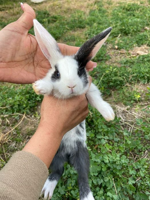 Домашний куёв болалари