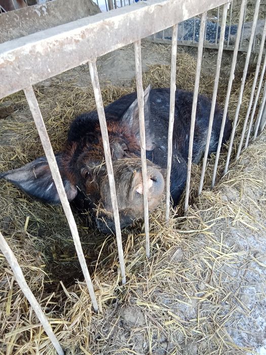 Продам кабана производителя