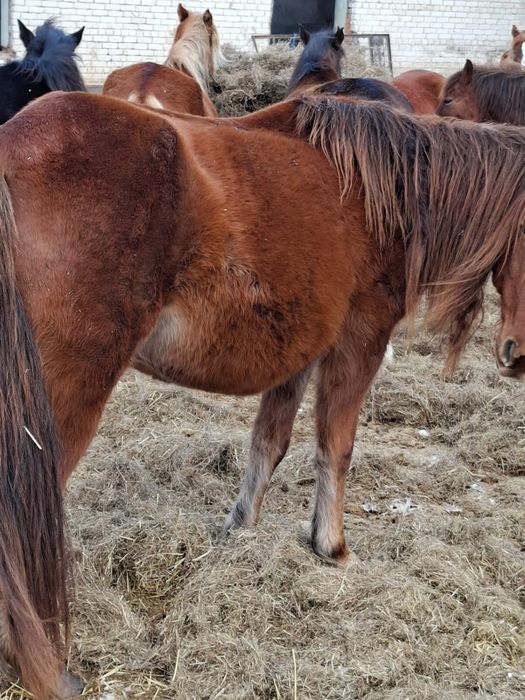 Продам кобыл жеребыж на племя