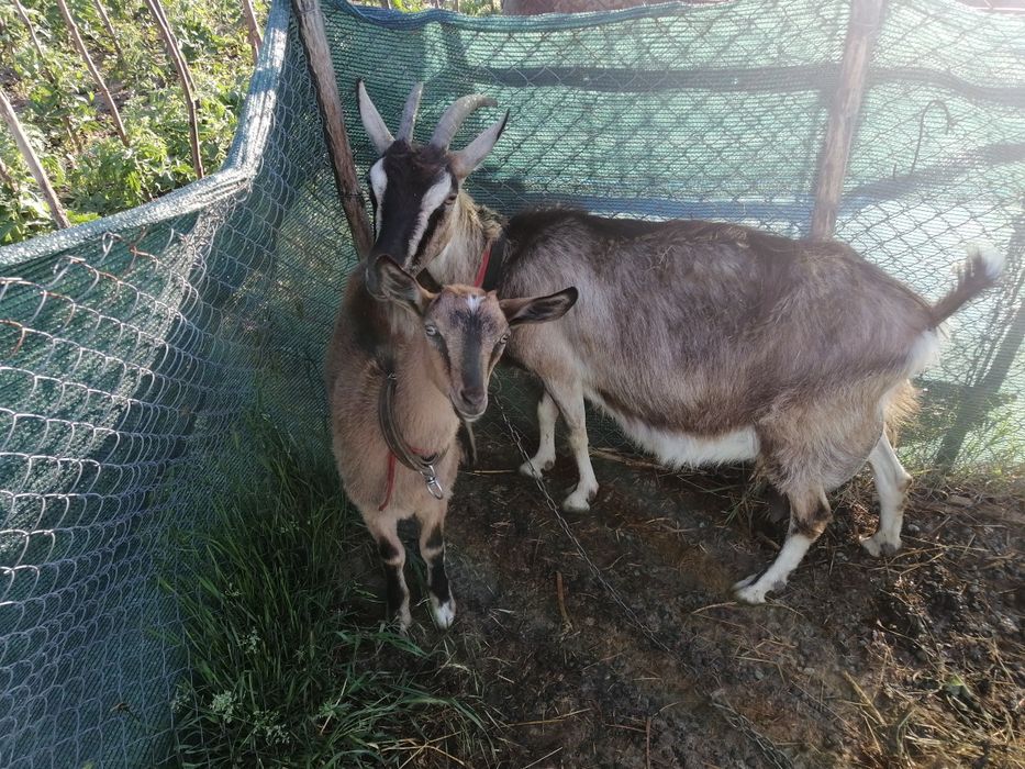 Vând 2 capre  bune delapte