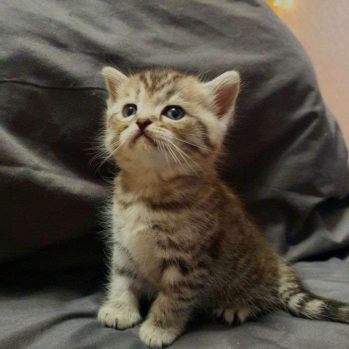 Прямоухие британские котята