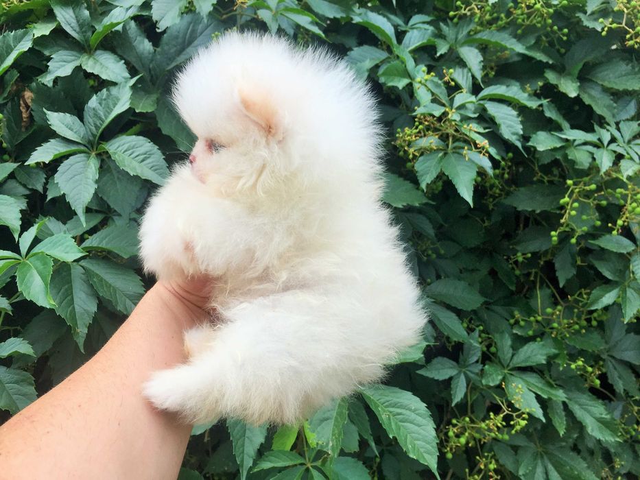 Померан мини Померанчета