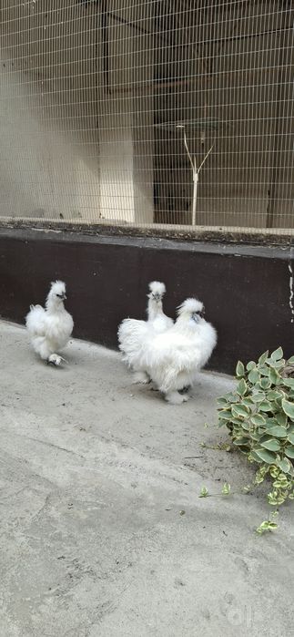 Шолк товуклар сотилади 1+2.
