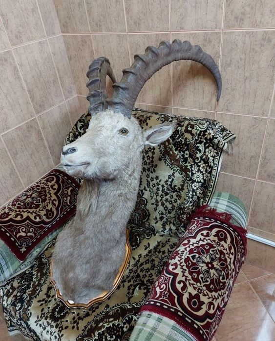 Продам чучело горного козла ТЭК