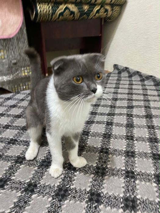 Scottish Fold erkak mushuk sotiladi!