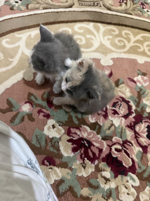 Отдам котят в добрые руки