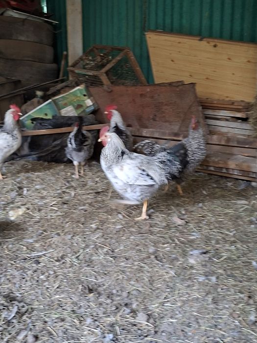 Продам петушков домашних