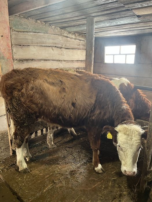 Симменталь қашар