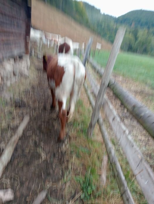 Vând       vițeii