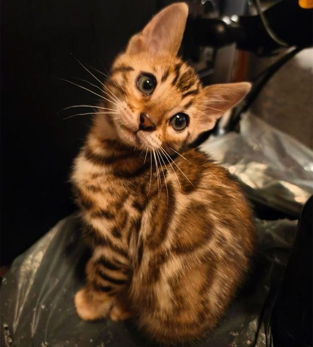 Бенгаль Котенок.