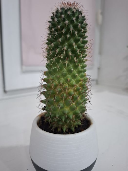 Продам цветок Кактус