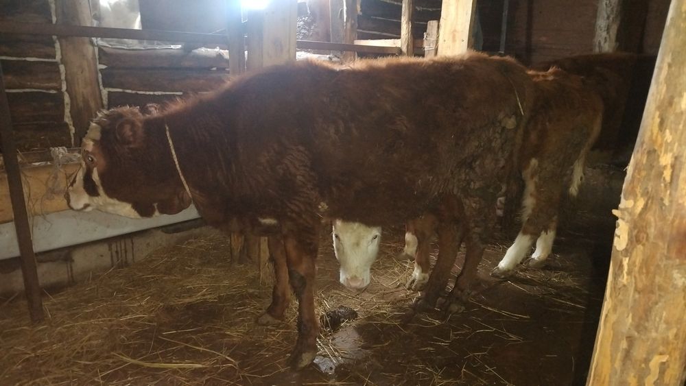 Асаламалекум 10 еркек 3 урғашы