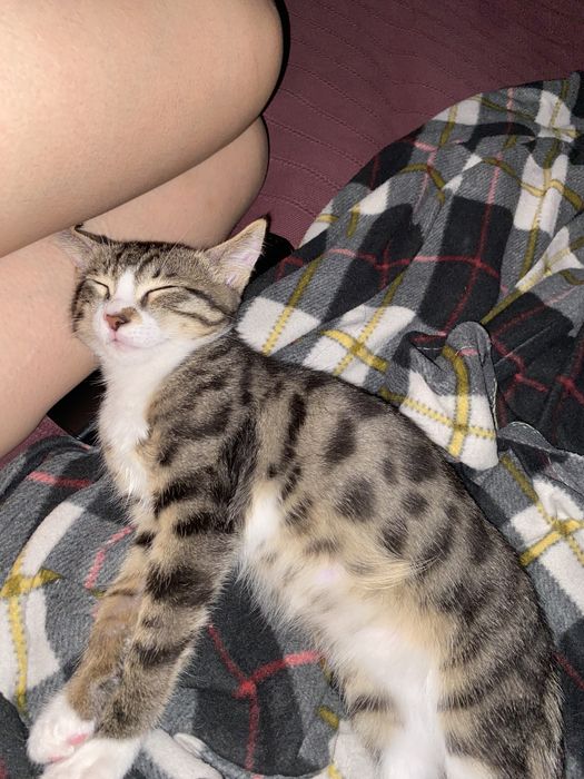 Котенок 5месяцев ищет дом