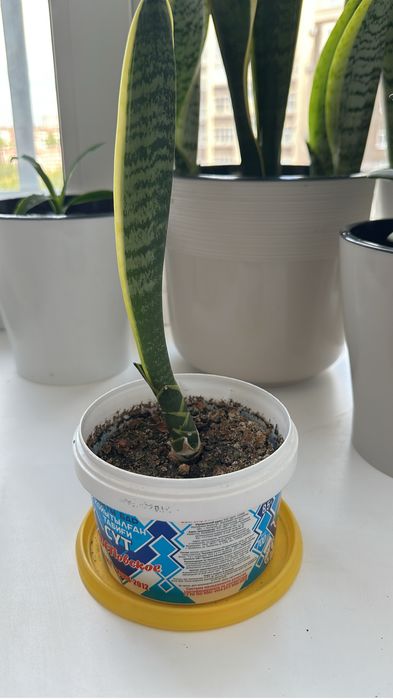 Продаю комнатные цветы