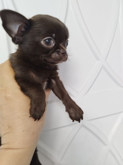 Чихуахуа миники шоколад