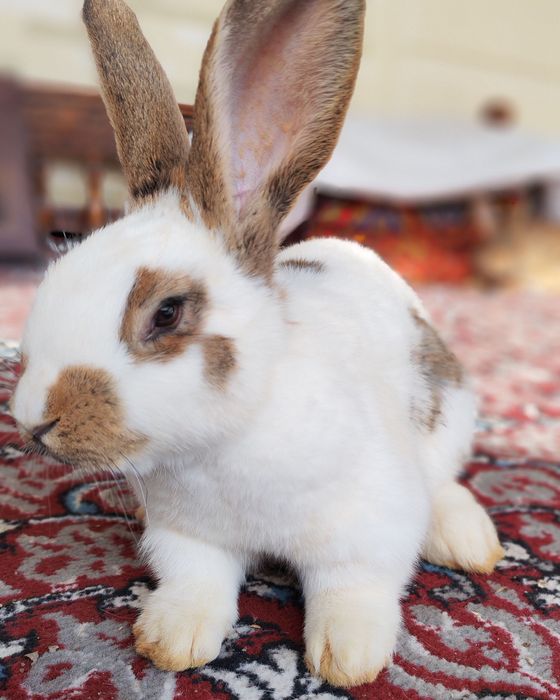 куён зотли тур кролик страгач