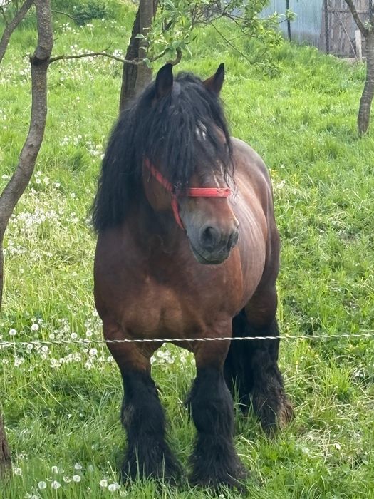 Armăsar belgian ………..