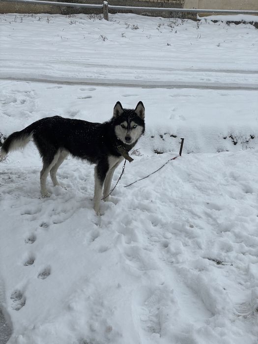 Хаски шенок сотилади тоззаси