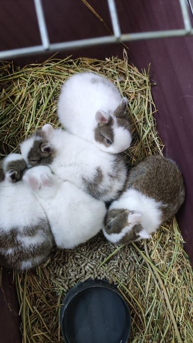 Декоративно зайче