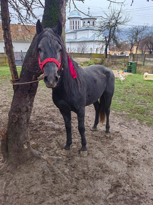 Vand sau schimb cârlan de 3 anișori ne învățat la caruta