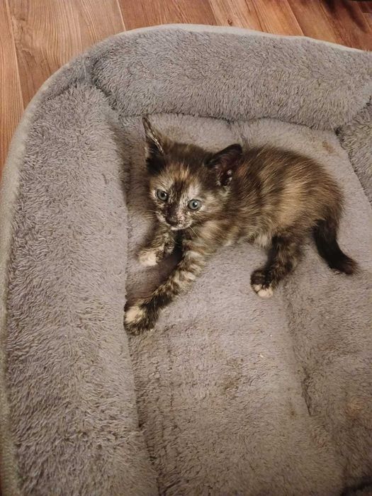 Котята мальчики и девочки