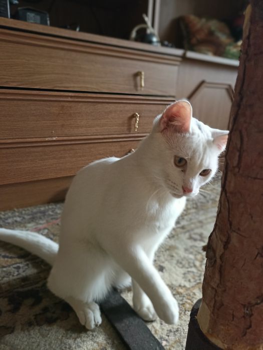 Подростки мышеловы