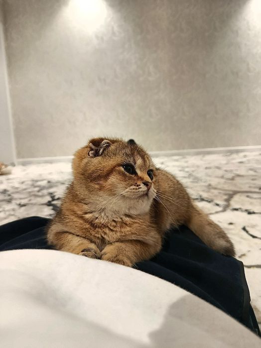Британский золотой шиншилла
