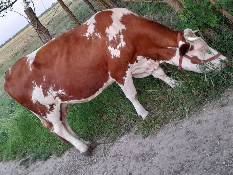 3 vaci si un vitel de vanzare
