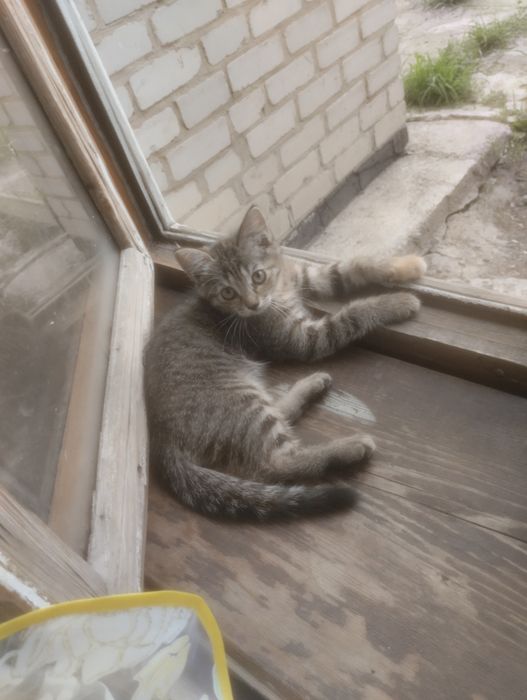 Отдам котят в хорошие руки