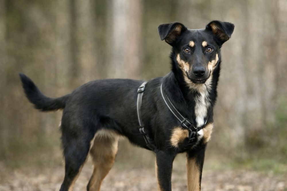 Собака Найла — готова стать частью вашей семьи