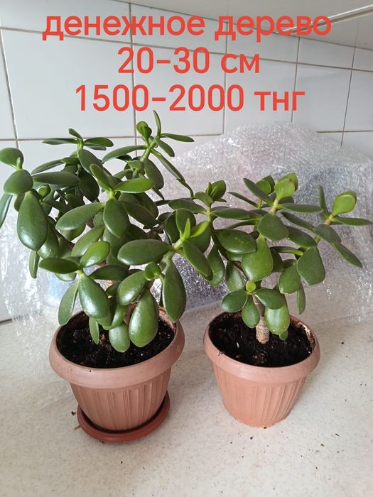 Продам комнатные растения