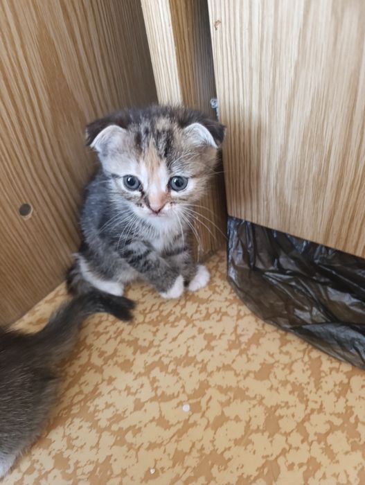 Продам котят Вислоухие