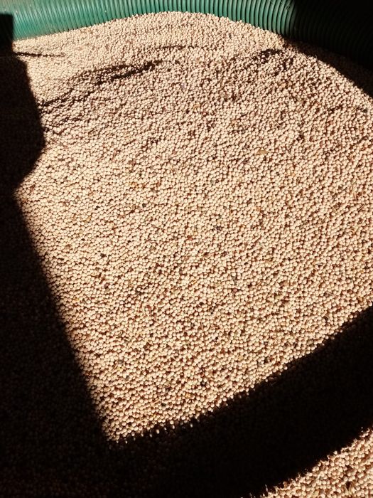 Vand mazare furajera buna pentru semanat