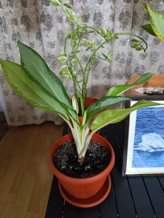 Продам комнатные цветы