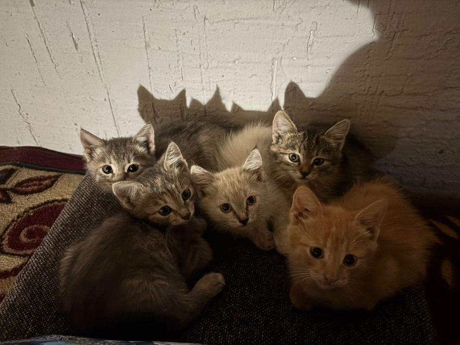 Отдам котята в добрые руки