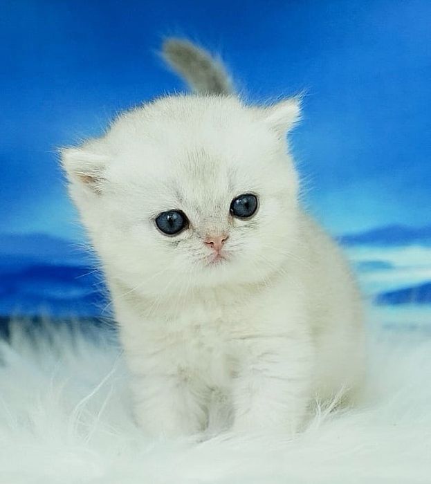 Британский зеленоглазый мальчик